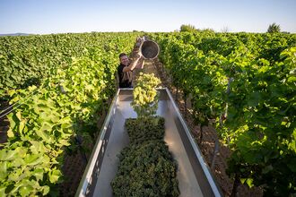Start of the Federweißer Harvest