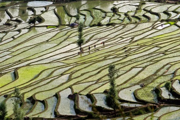 Rice fields in the Indian state of Jammu and Kashmir.
