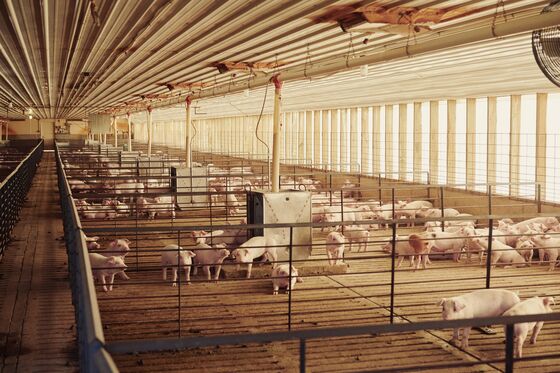Slower Pig Slaughtering Has Farmers Worried Hog Rally Has Peaked