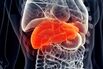 Liver