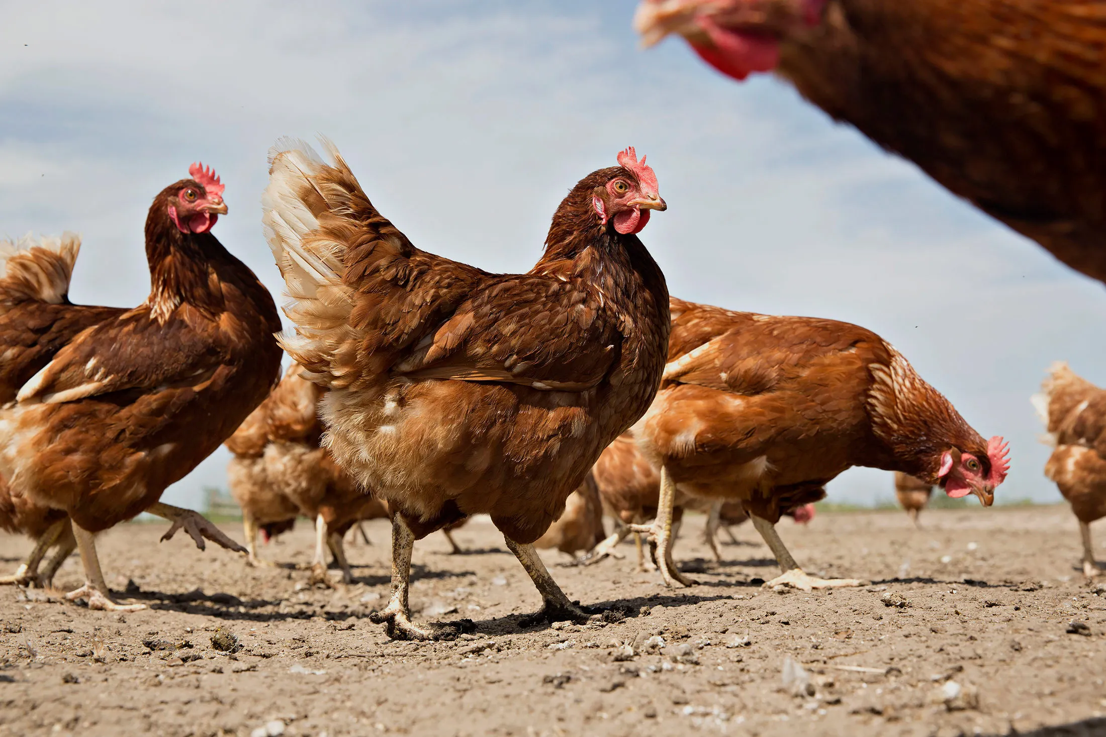 Egg Production At Organic Illinois Poultry Farm