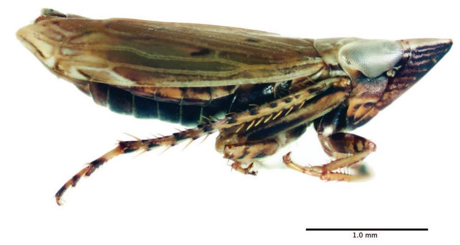 A male F. whitcombi leafhopper.
