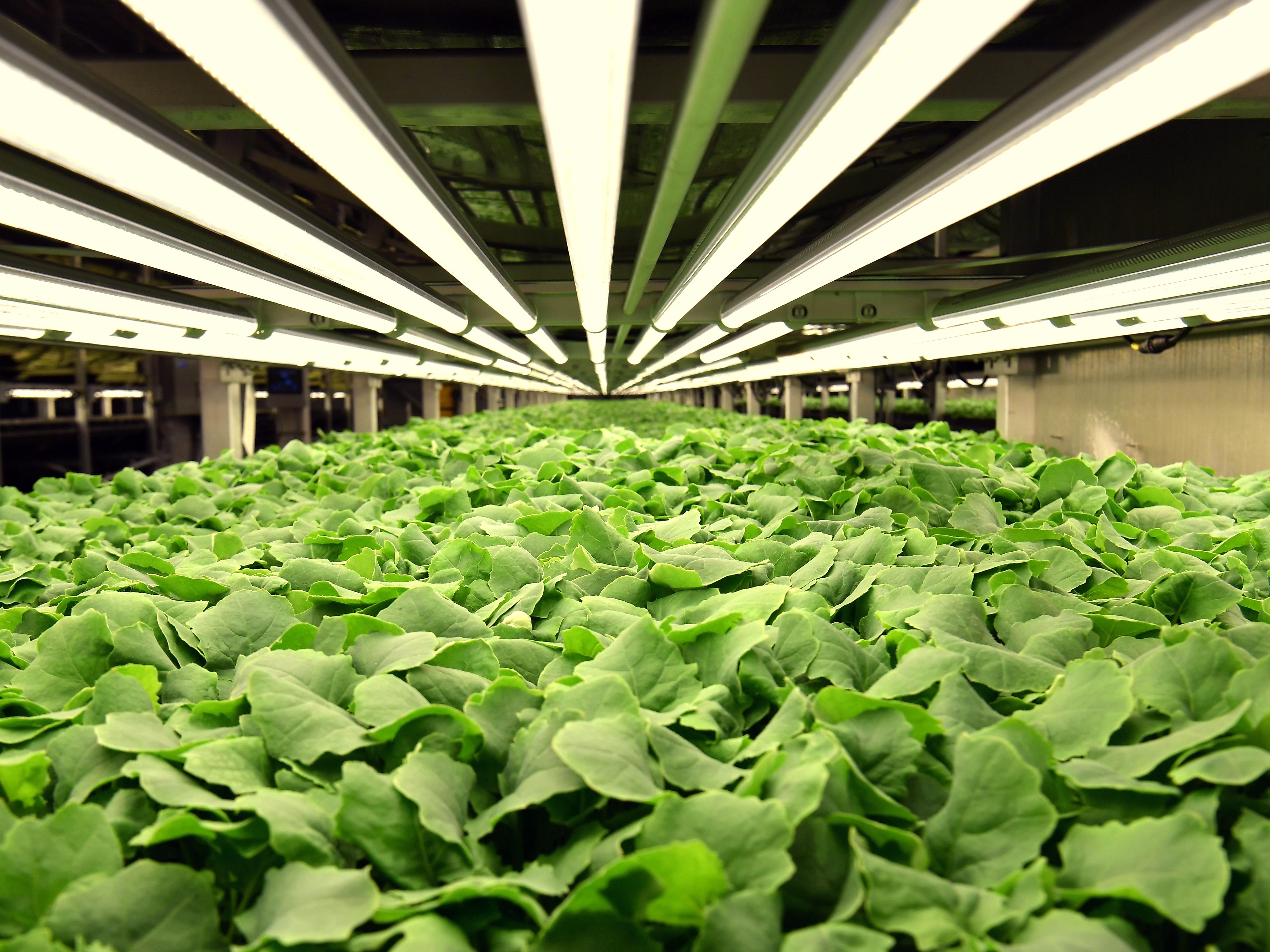 Jersey City Pilots Indoor Vertical Farming To Benefit Communities - Bloomberg