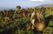 <p>Simien National Park and the Bale Mountains</p>
