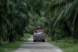 Operations at a Palm Oil Plantation in Malaysia