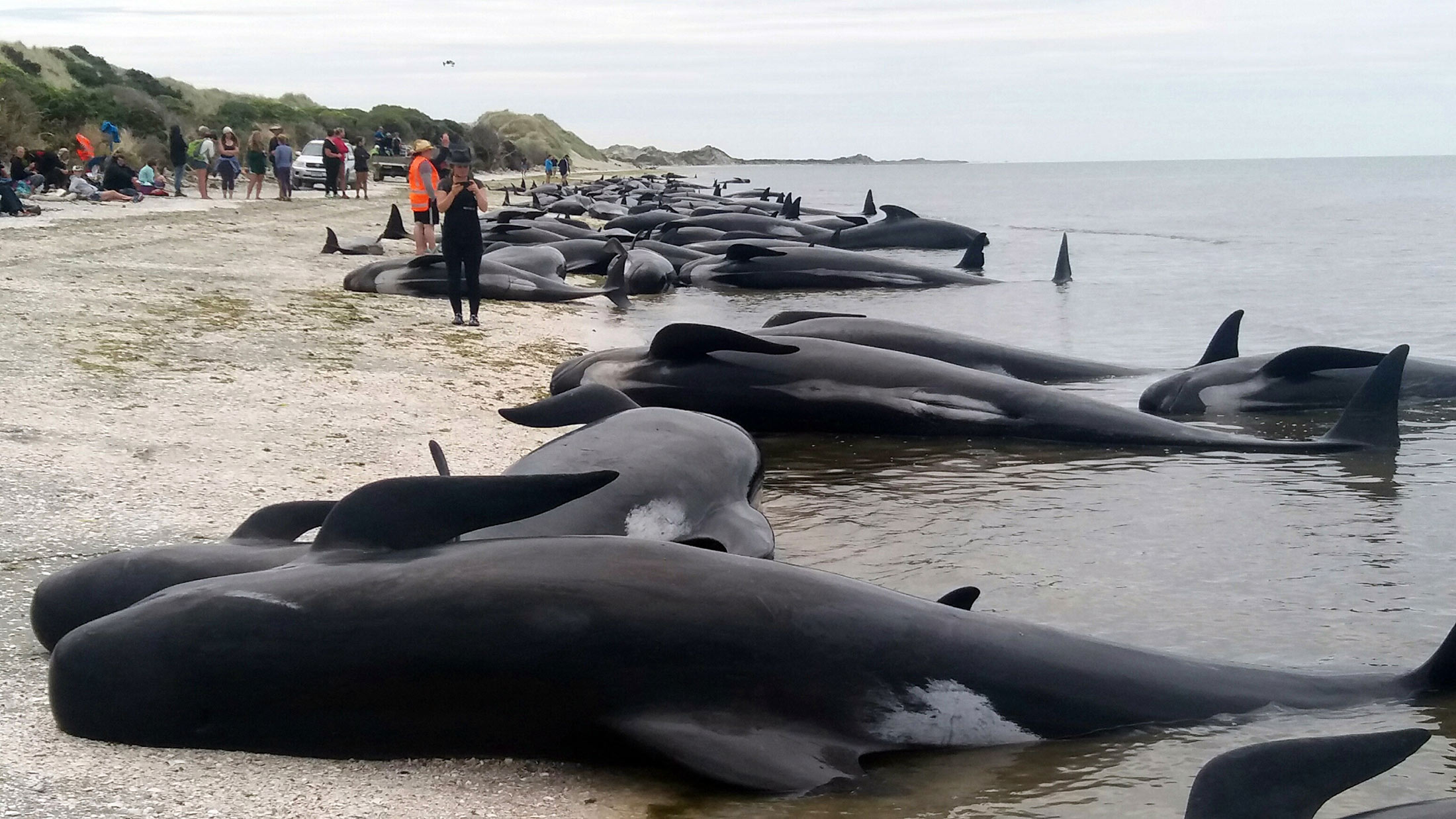 Whales are stranded at Farewell Spit near Nelson, New Zealand on Friday, Feb. 10, 2017.
