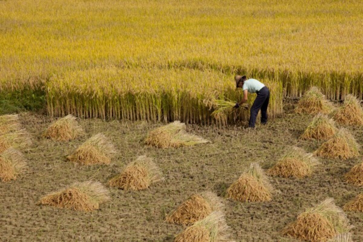 China Wastes 35 Million Metric Tons Of Grain A Year Enough To Feed 200 Million Bloomberg