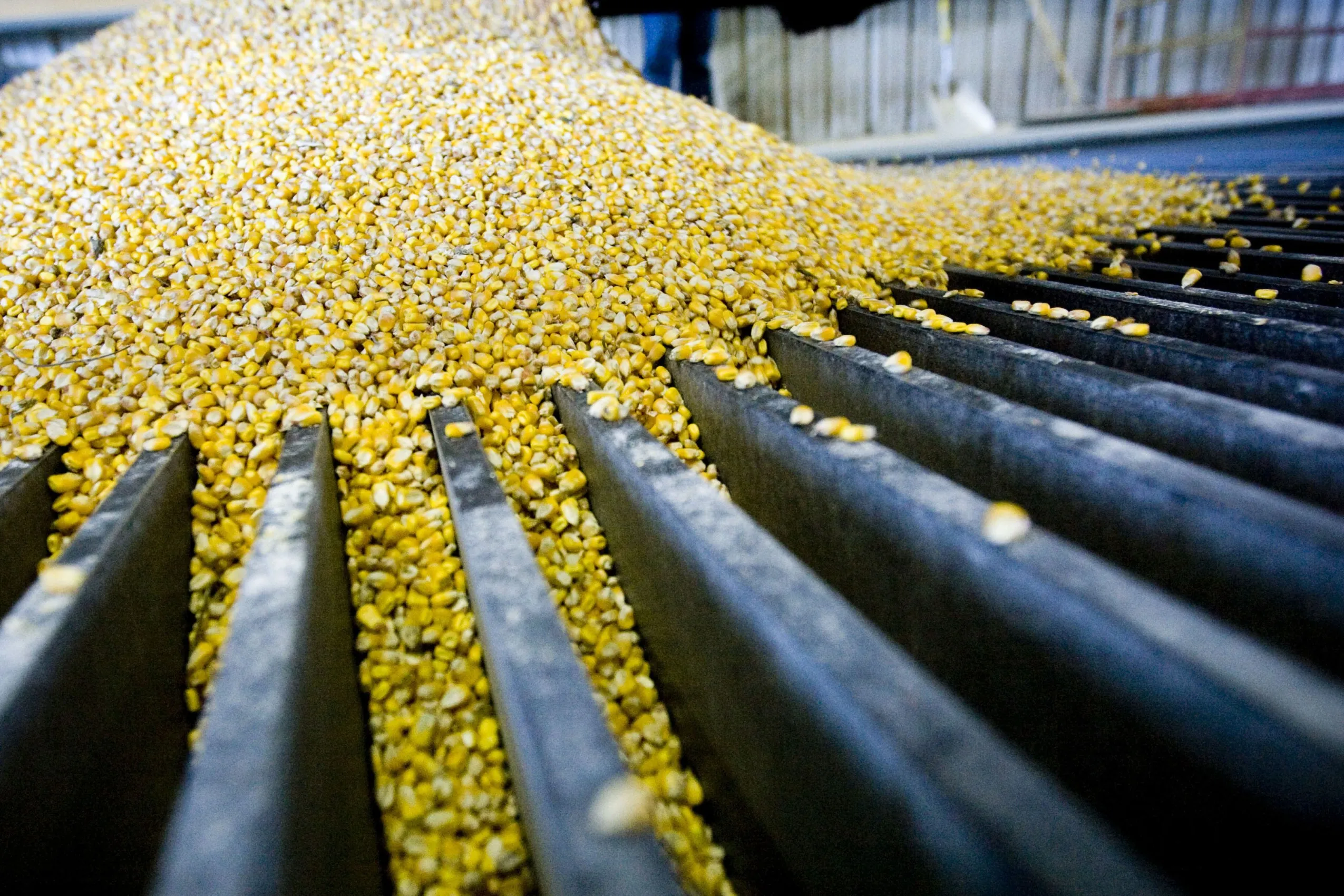 Corn is unloaded from trucks into the grain elevator during ethanol production.&nbsp;