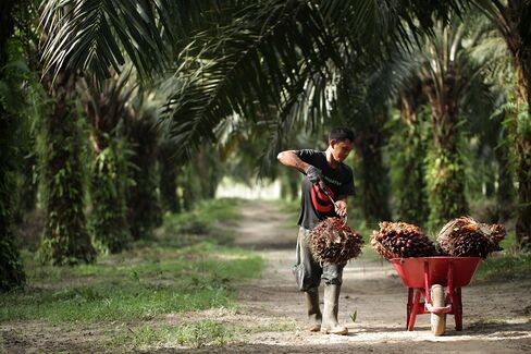 Palm Oil Exports From Indonesia Set to Sink Most in Four Months