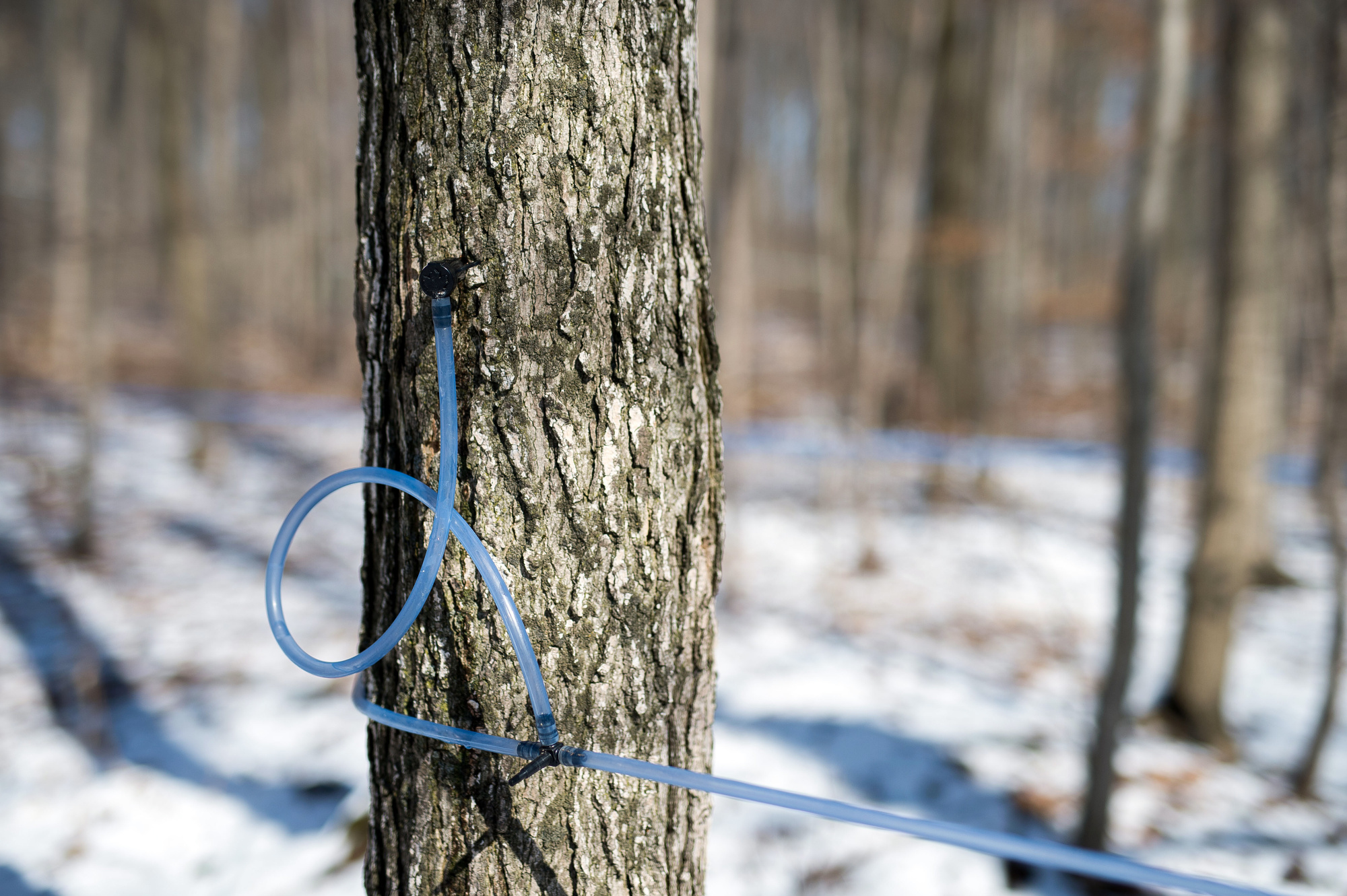 Maple Syrup Production As Canadian Farmers Start Tapping Earlier Than Ever