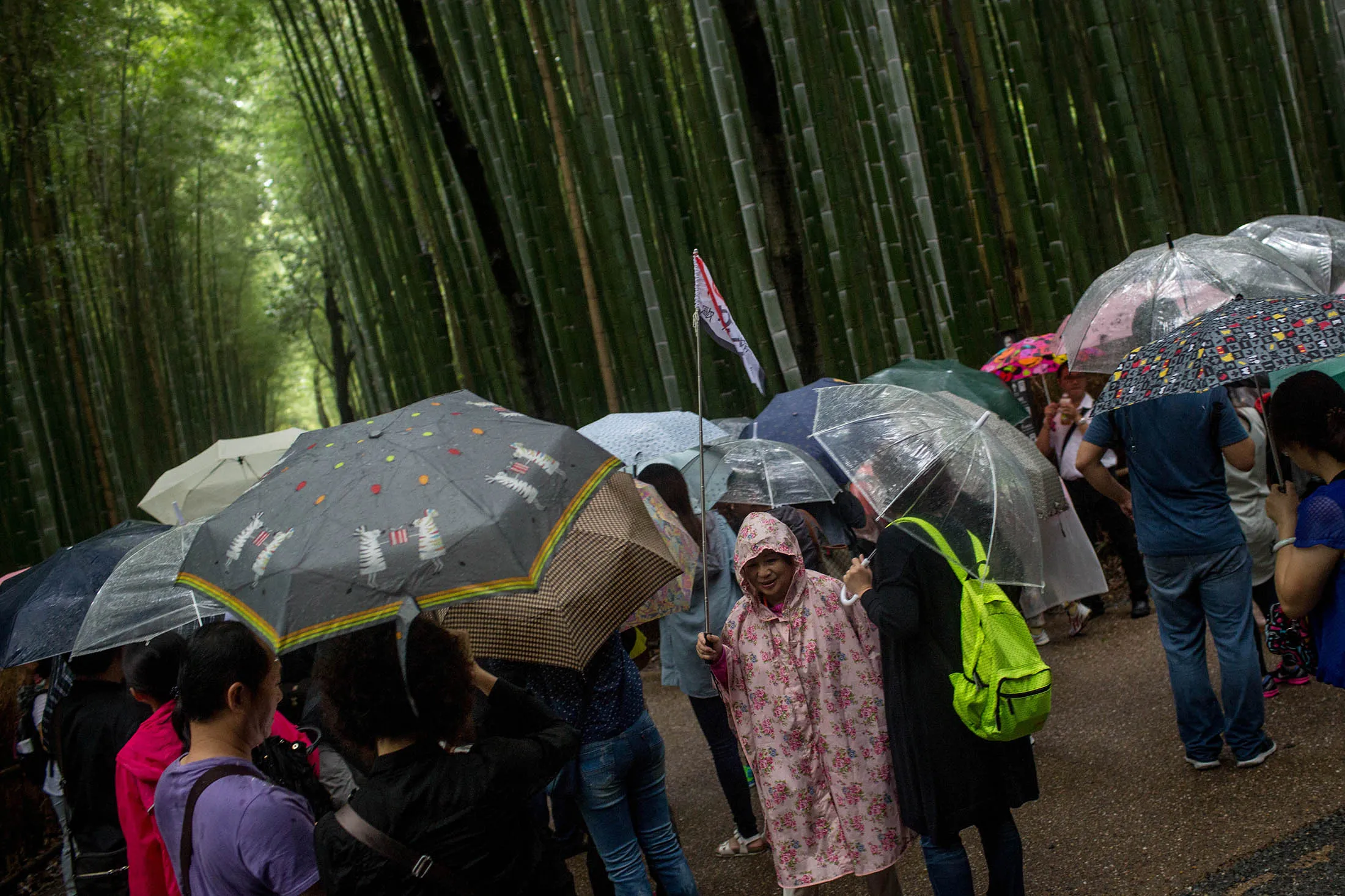 A tour guide holds a flag as she leads a Chinese tour group through the famous Sagano Bamboo Forest in Kyoto.
