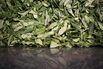 Harvest And Processing At The Charleston Tea Plantation 