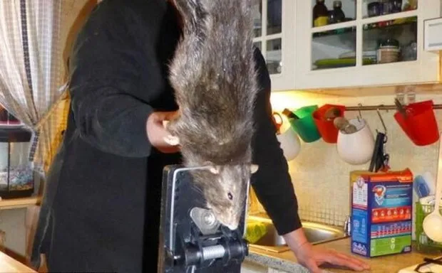 Zilla Rats A Brief, and Disgusting, History of 'Ratzillas' - Bloomberg