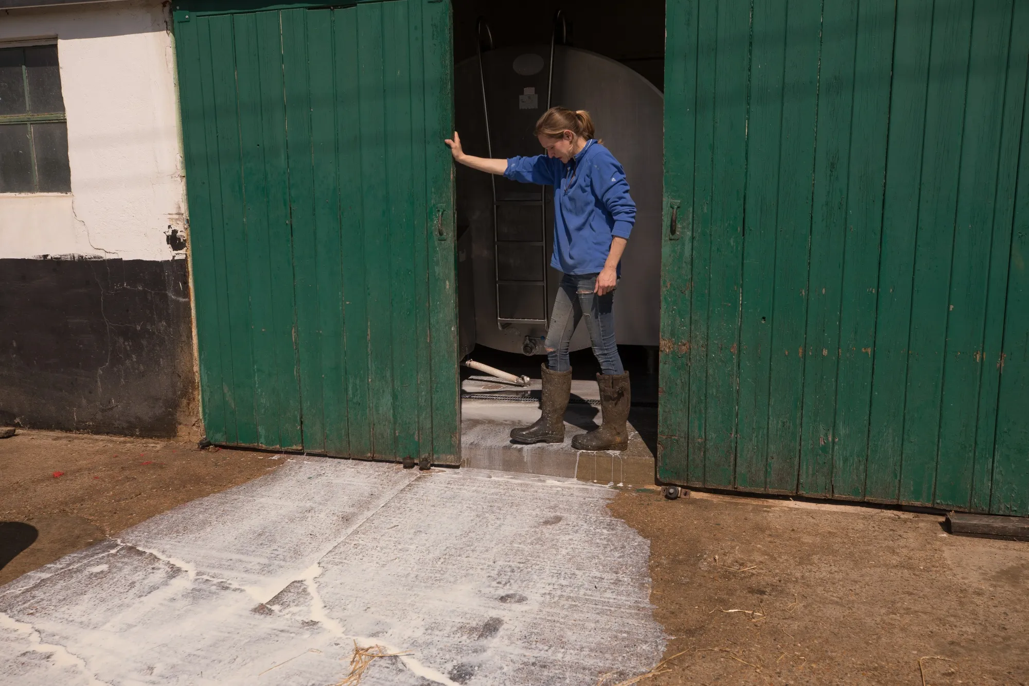 A dairy farmer dumps excess milk down a drain in Ashford, U.K.