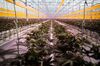 Cannabis plants inside the grow room at the Aphria Inc. Diamond facility in Leamington, Ontario, Canada, on Wednesday, Jan. 13, 2021. Tilray Inc. and Aphria Inc. agreed to combine their operations, forming a new giant in the fast-growing cannabis industry.