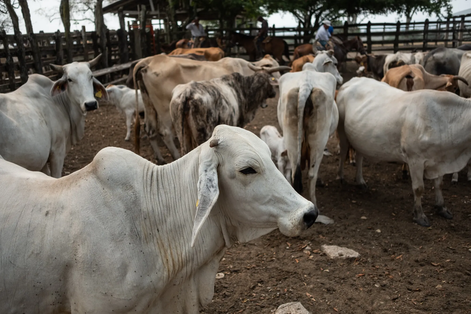 Cattle stands in a corral at Tampacoy Ranch in the town of Tamuin, San Luis Potosi state, Mexico.