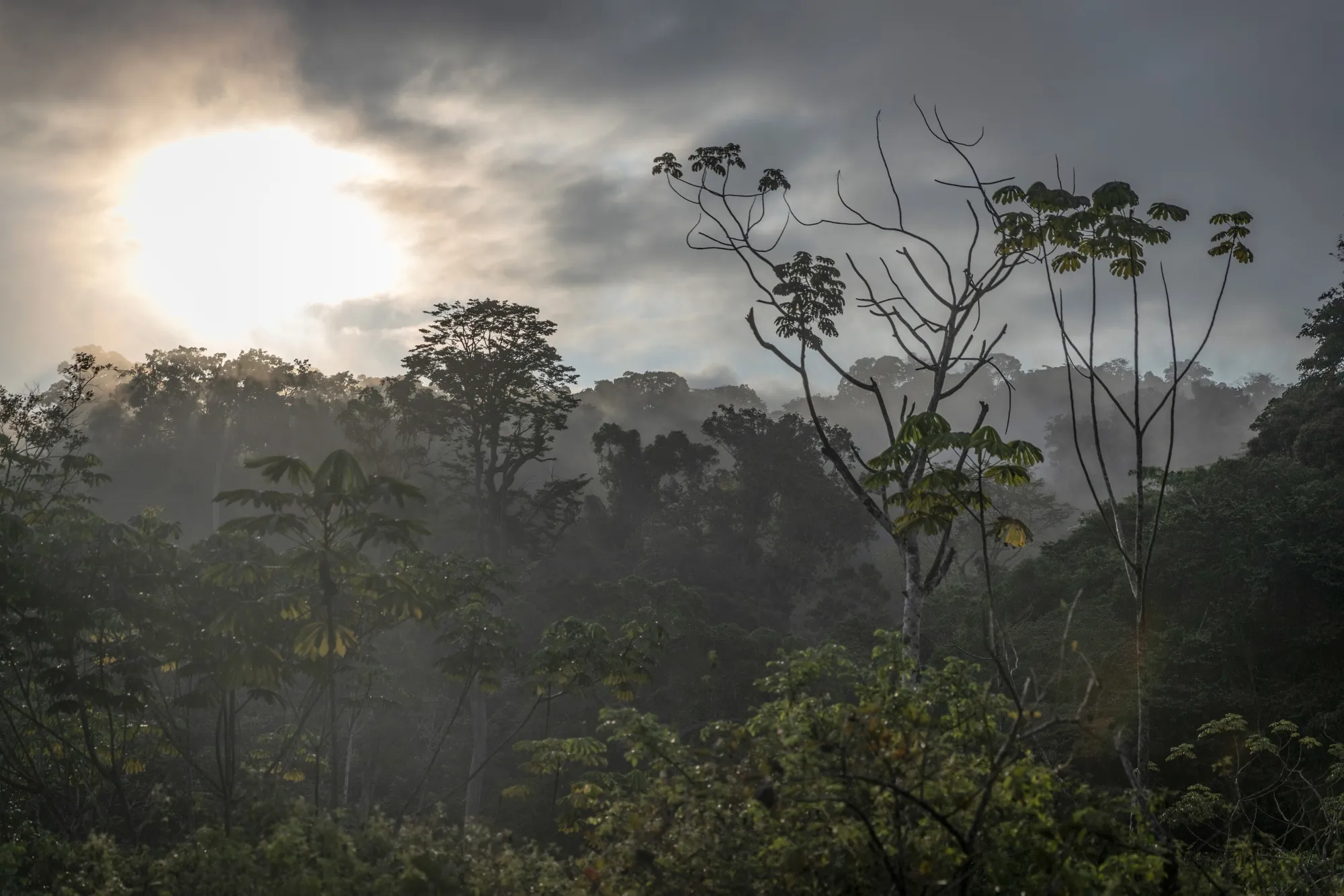 Gabon Touts Forestry And Sustainable Logging as Carbon Offset Solution
