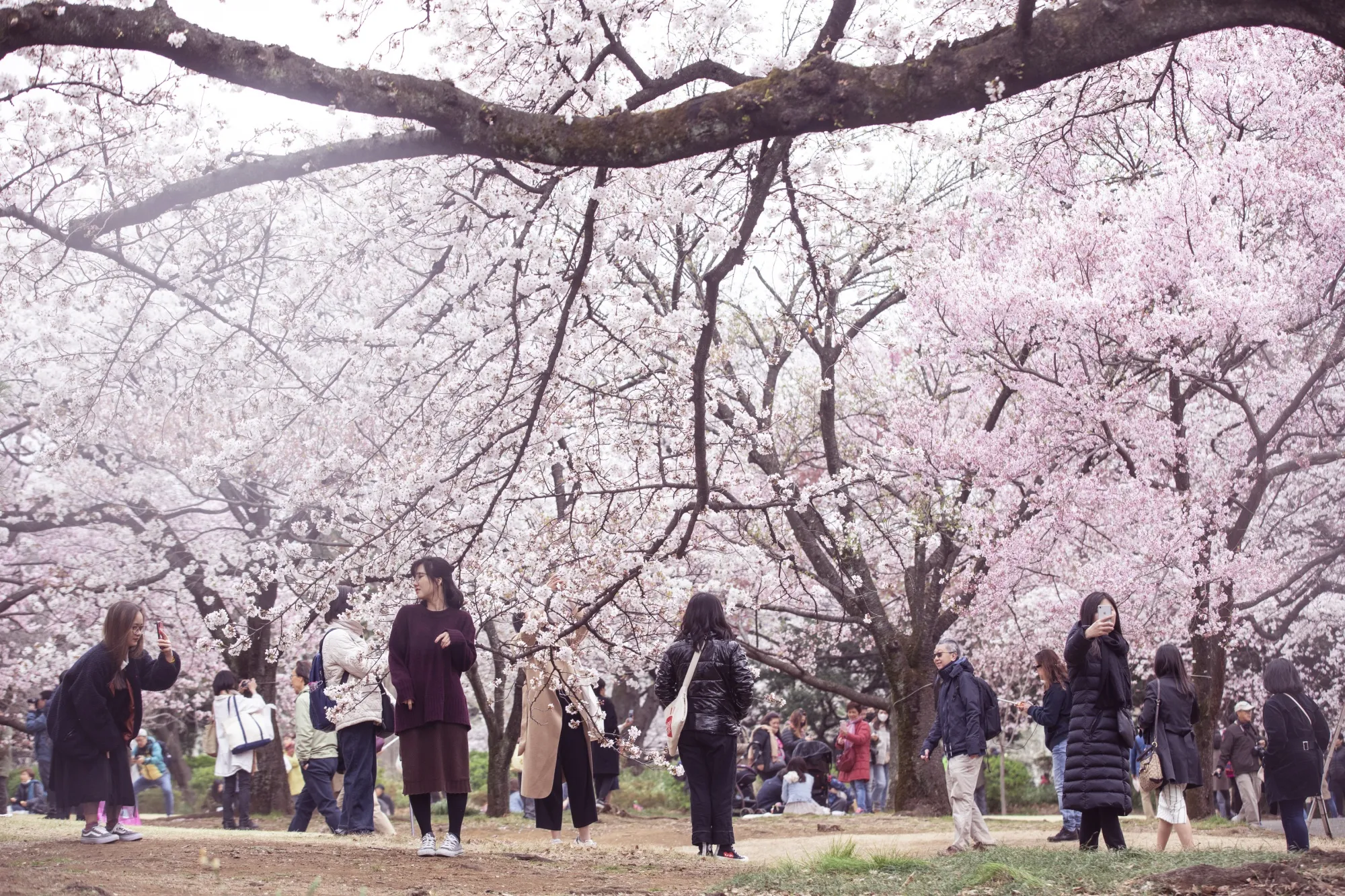 People photograph cherry trees in bloom at Shinjuku Gyoen in Tokyo, Japan, on Friday, March 29, 2019.&nbsp;