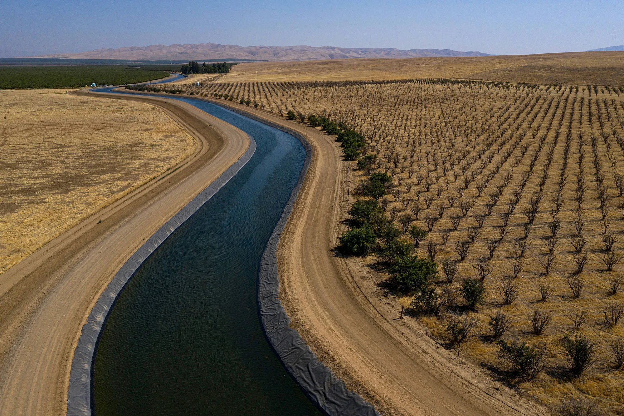 An abandoned pomegranate orchard during a drought in Firebaugh, California, on July 13.&nbsp;