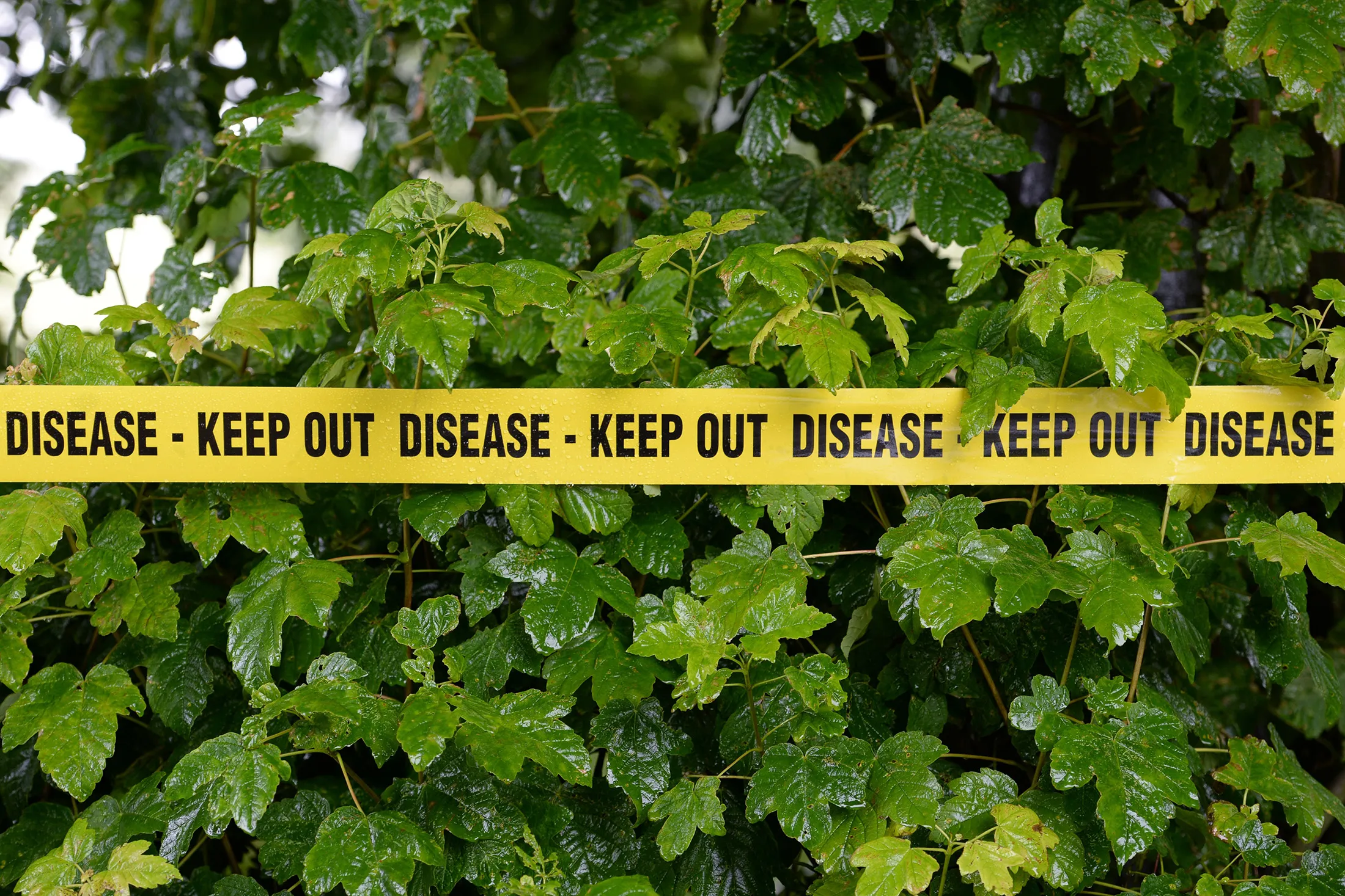 BRITAIN-HEALTH-FARMING-BIRD