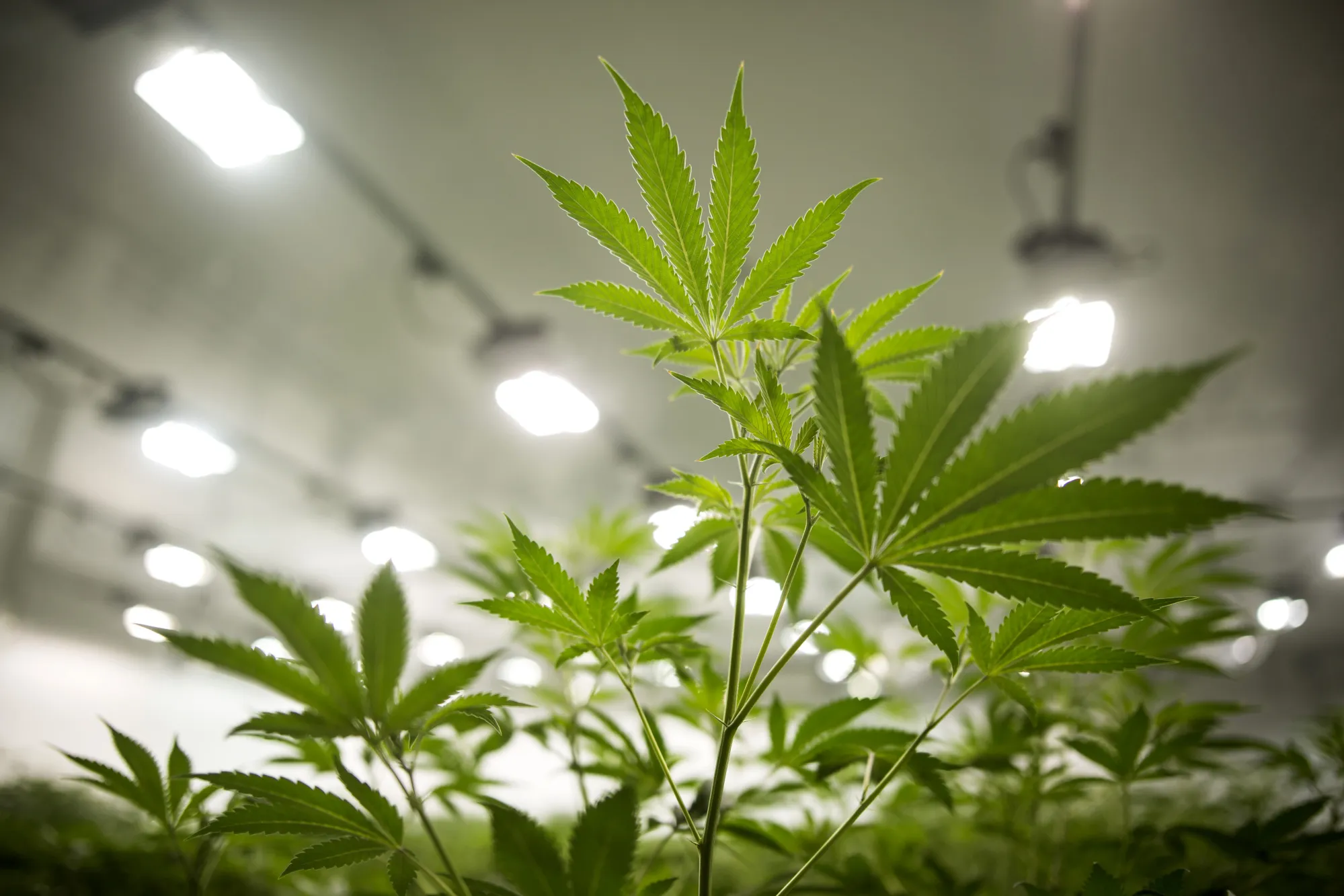 Marijuana plants grow&nbsp;at the Canopy Growth Corp. facility in Smith Falls, Ontario.