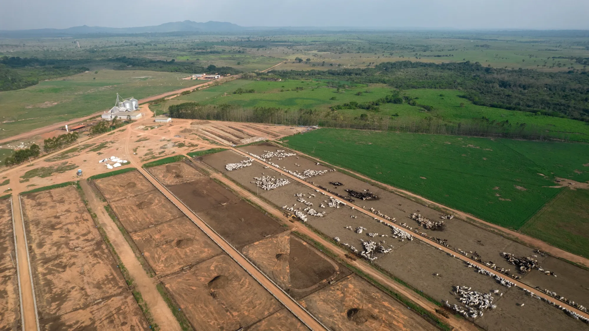 Cattle on a farm in Maraba, Para state, Brazil.