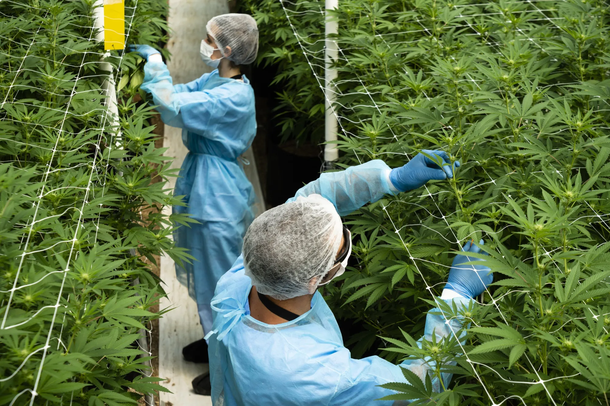 Cannabis Production As Uruguay Bets On Medical Marijuana Exports