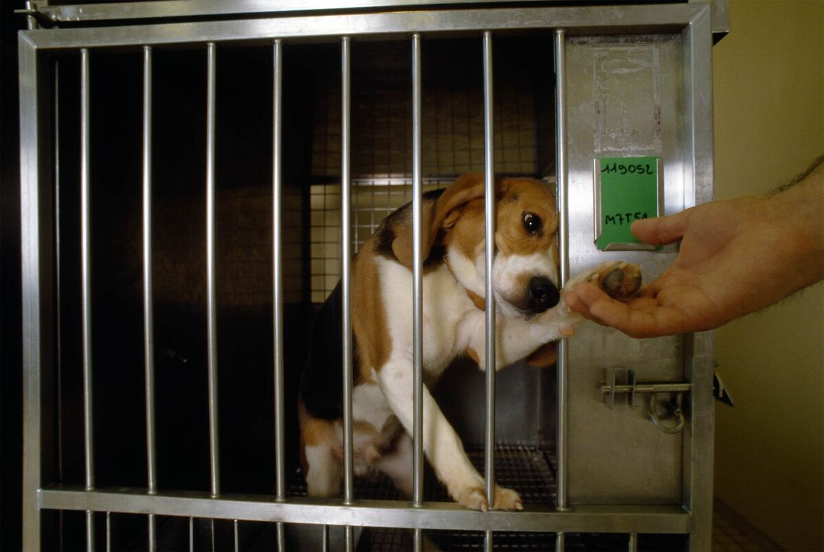 FDA Works on Animal Testing Reform to Save Dogs From Euthanasia - Bloomberg