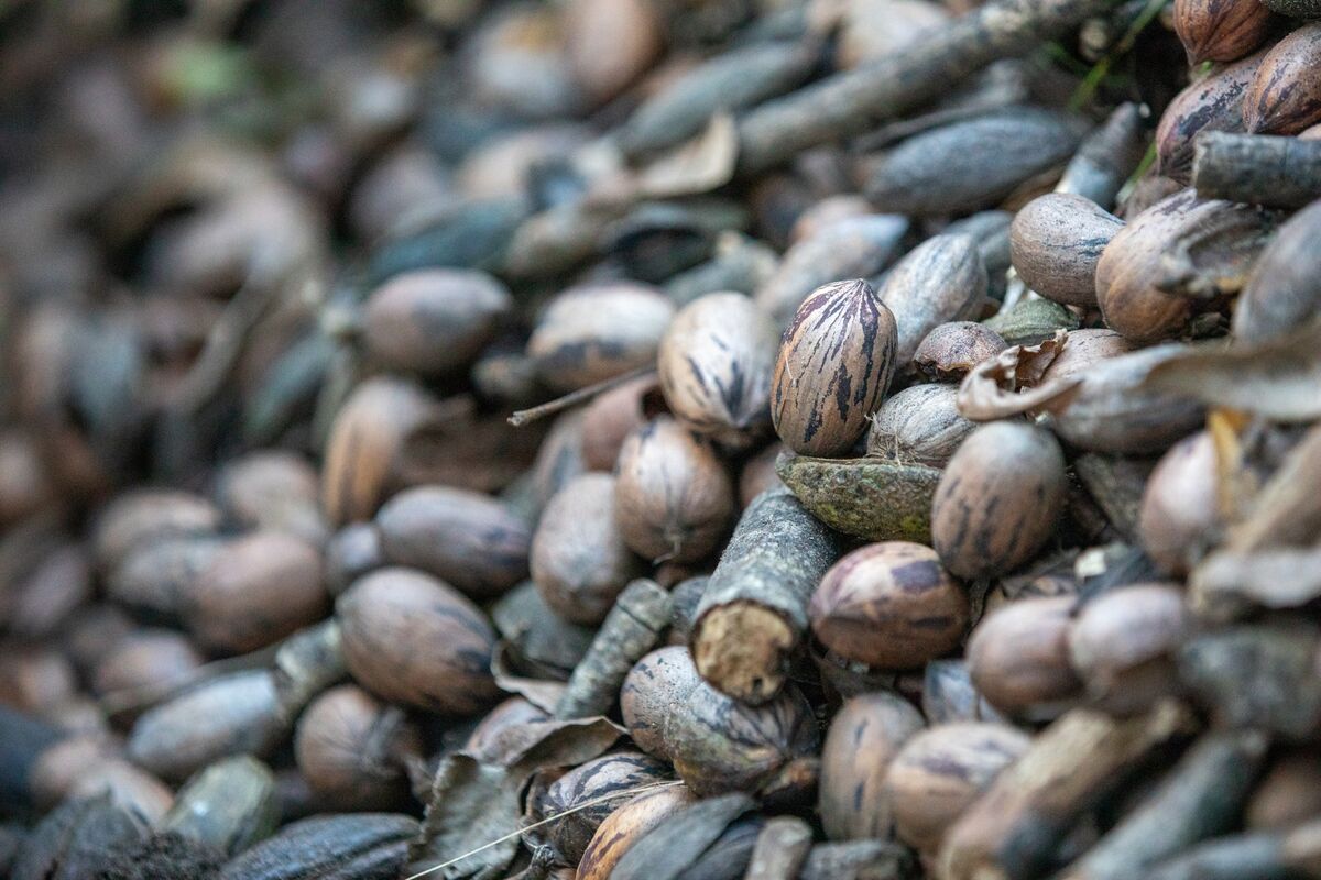 Pecans Are Latest Trade Focus as China Probes US, Mexico Exports