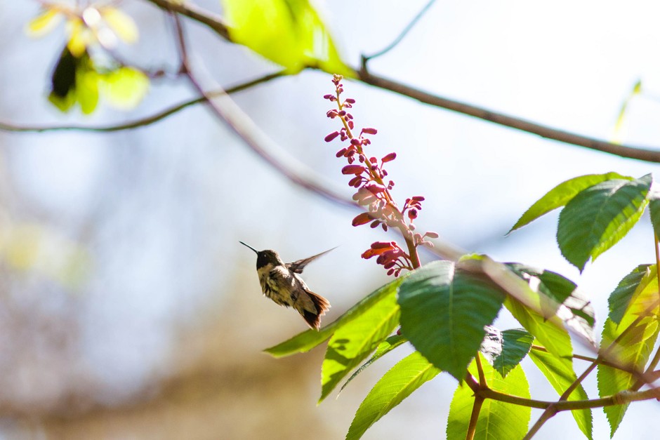 A ruby-throated hummingbird takes flight at the Old Forest in Overton Park in Memphis. 