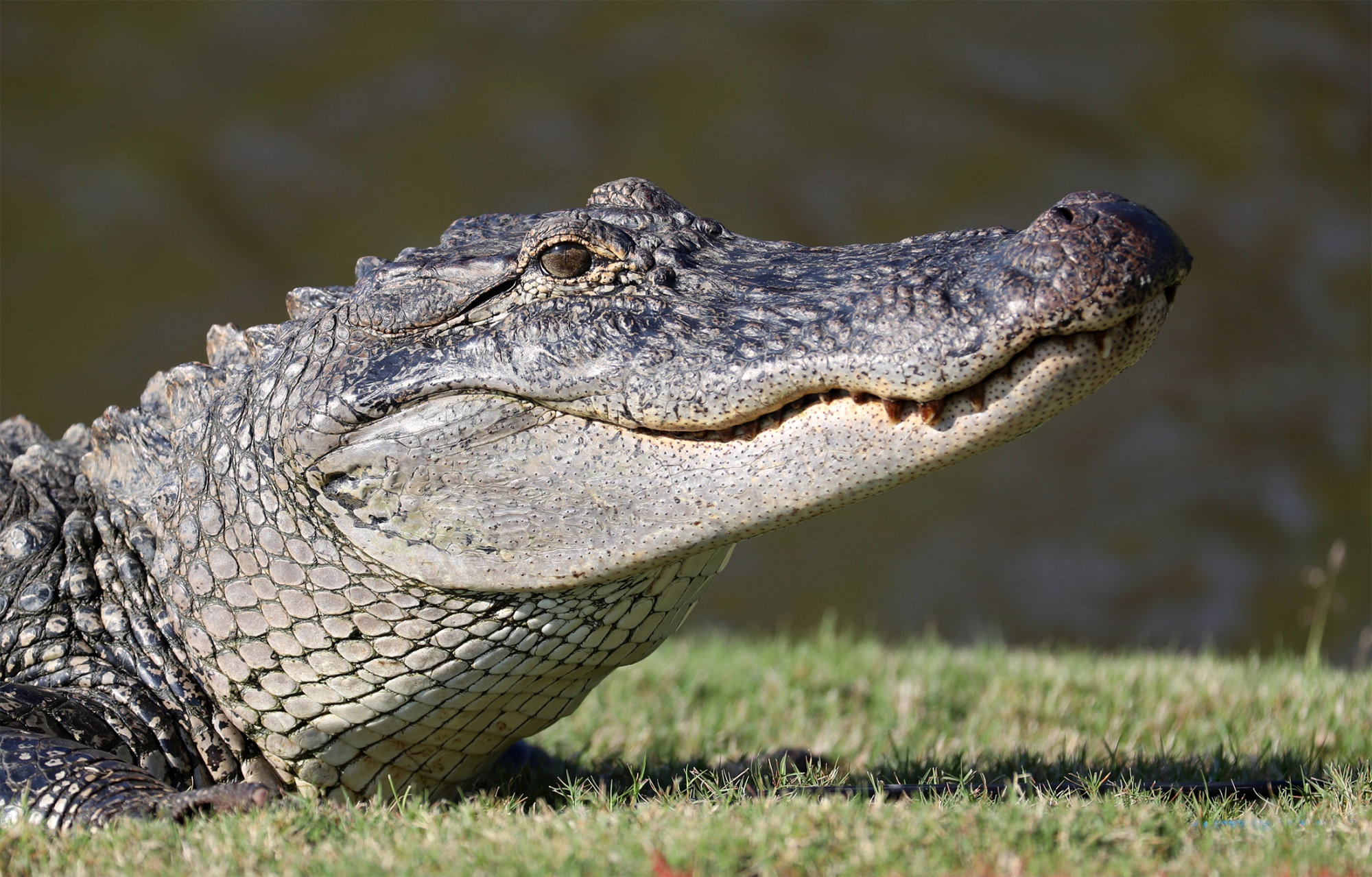 An alligator is seen in Avondale, Louisiana.