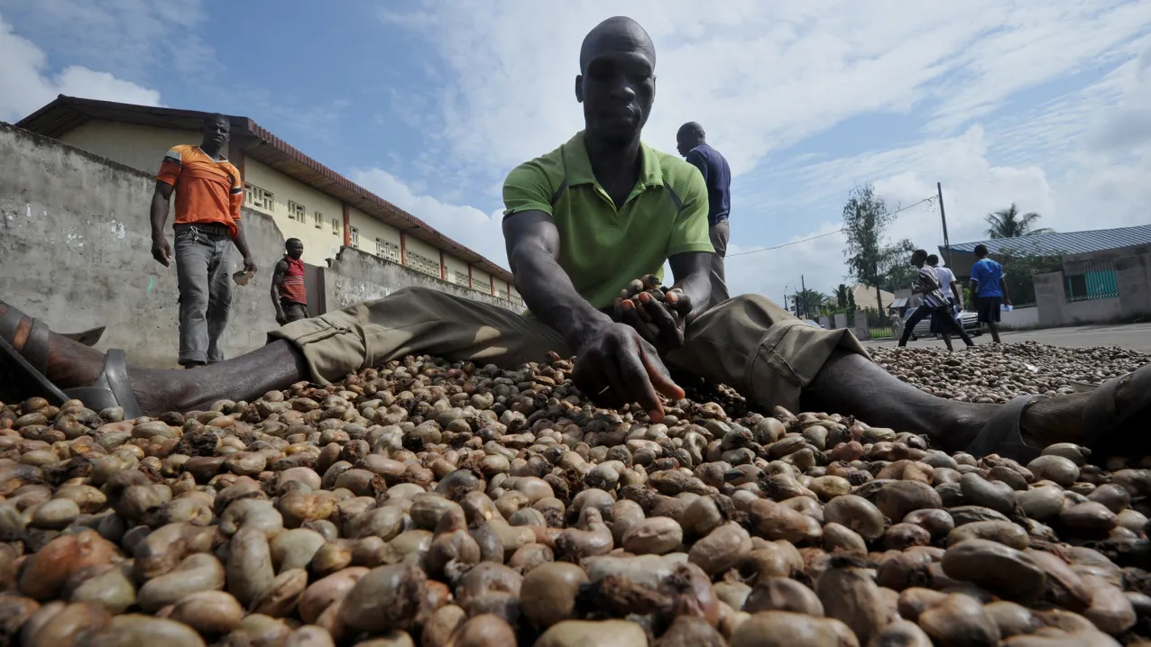 People spread cashew nuts in order to dry them Abdijan, Ivory Coast.
