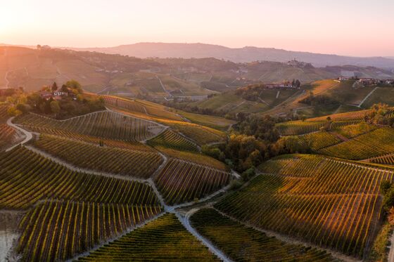 2016 Was the Perfect Year, at Least in Italy’s Barolo Wine Country