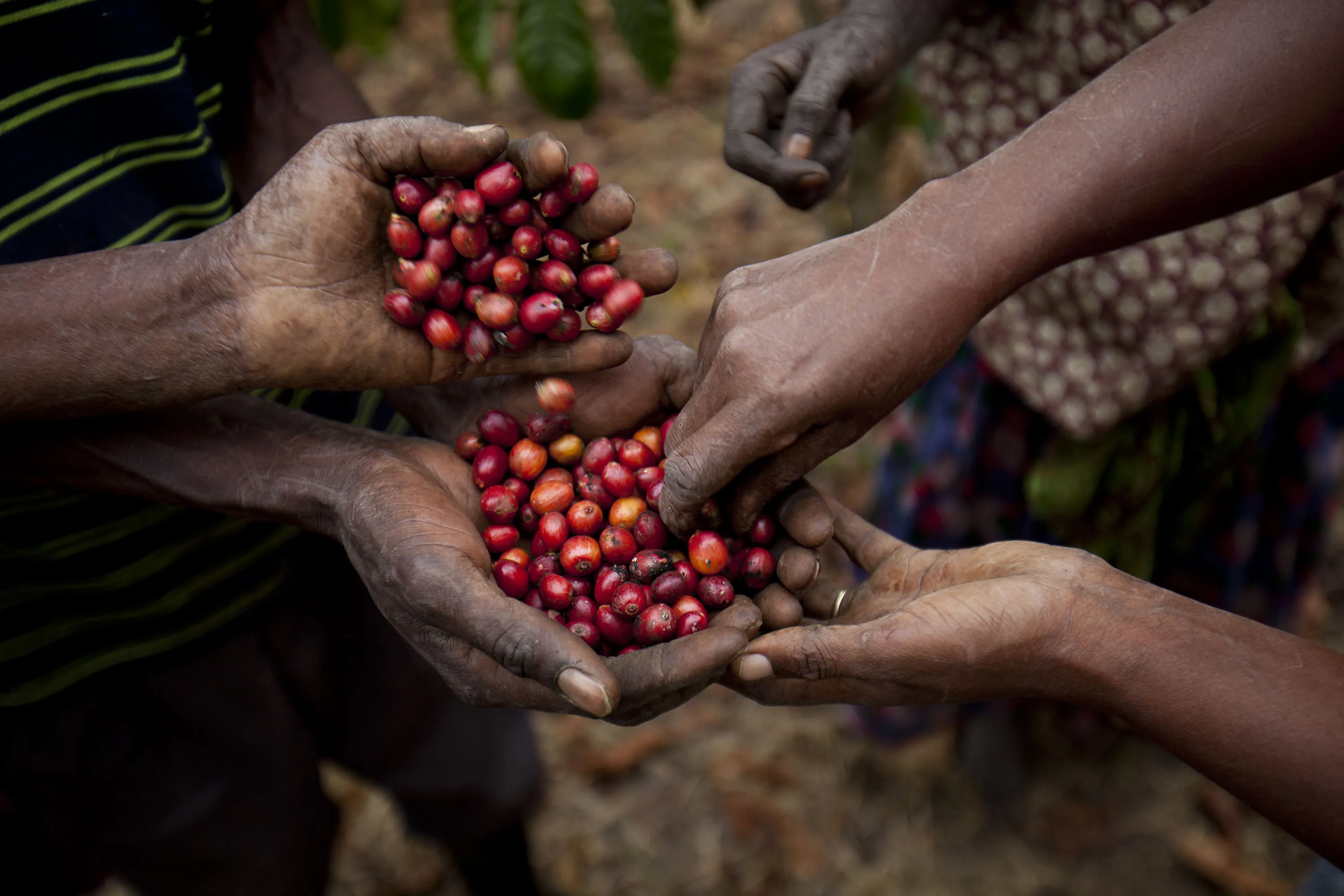 Fresh coffee berries are collected in Uganda.