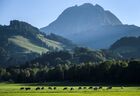 SWITZERLAND-NATURE-ANIMAL-MOUNTAINS