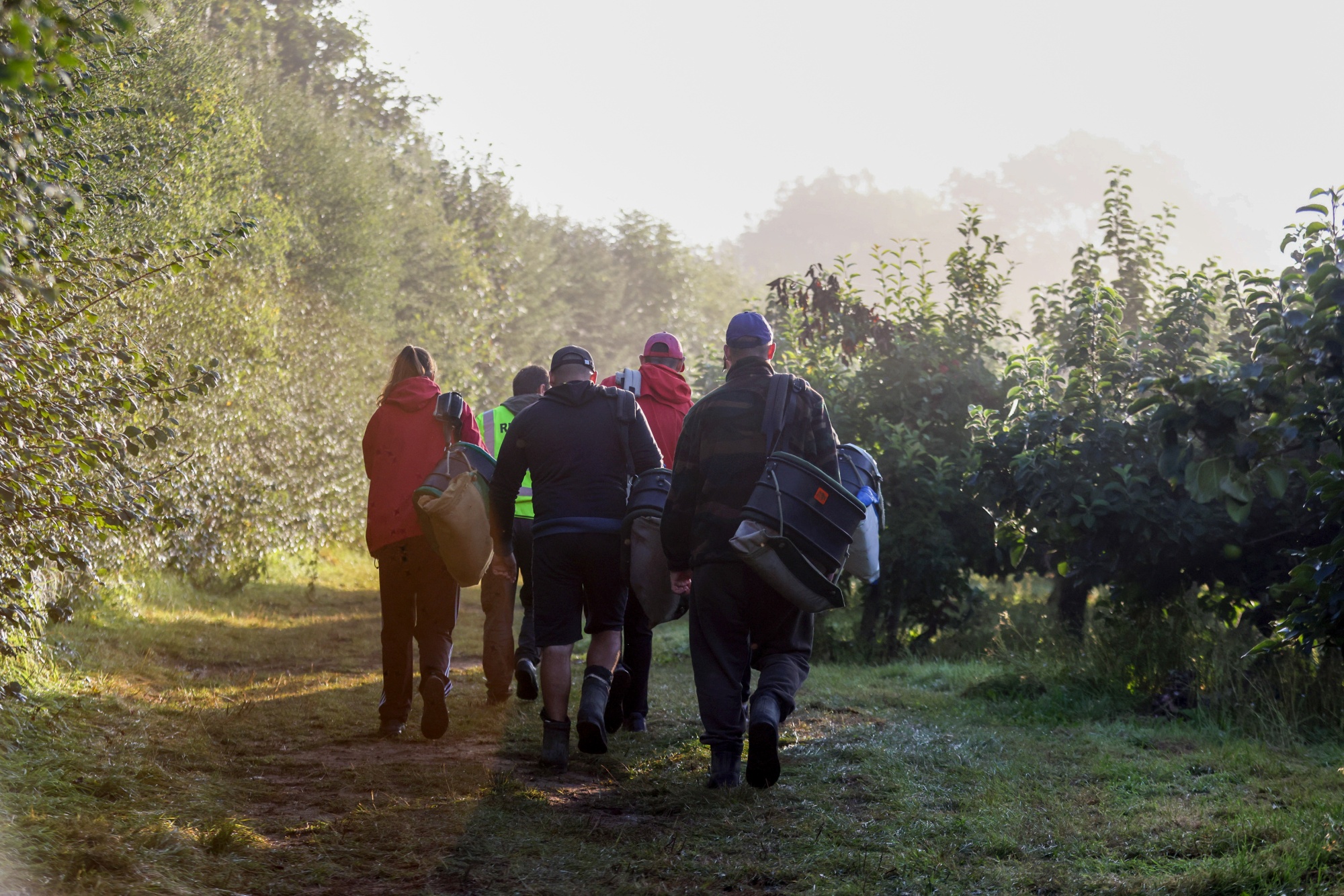 Fruit pickers make their way towards an orchard for an apple harvest in Coxheath, UK.