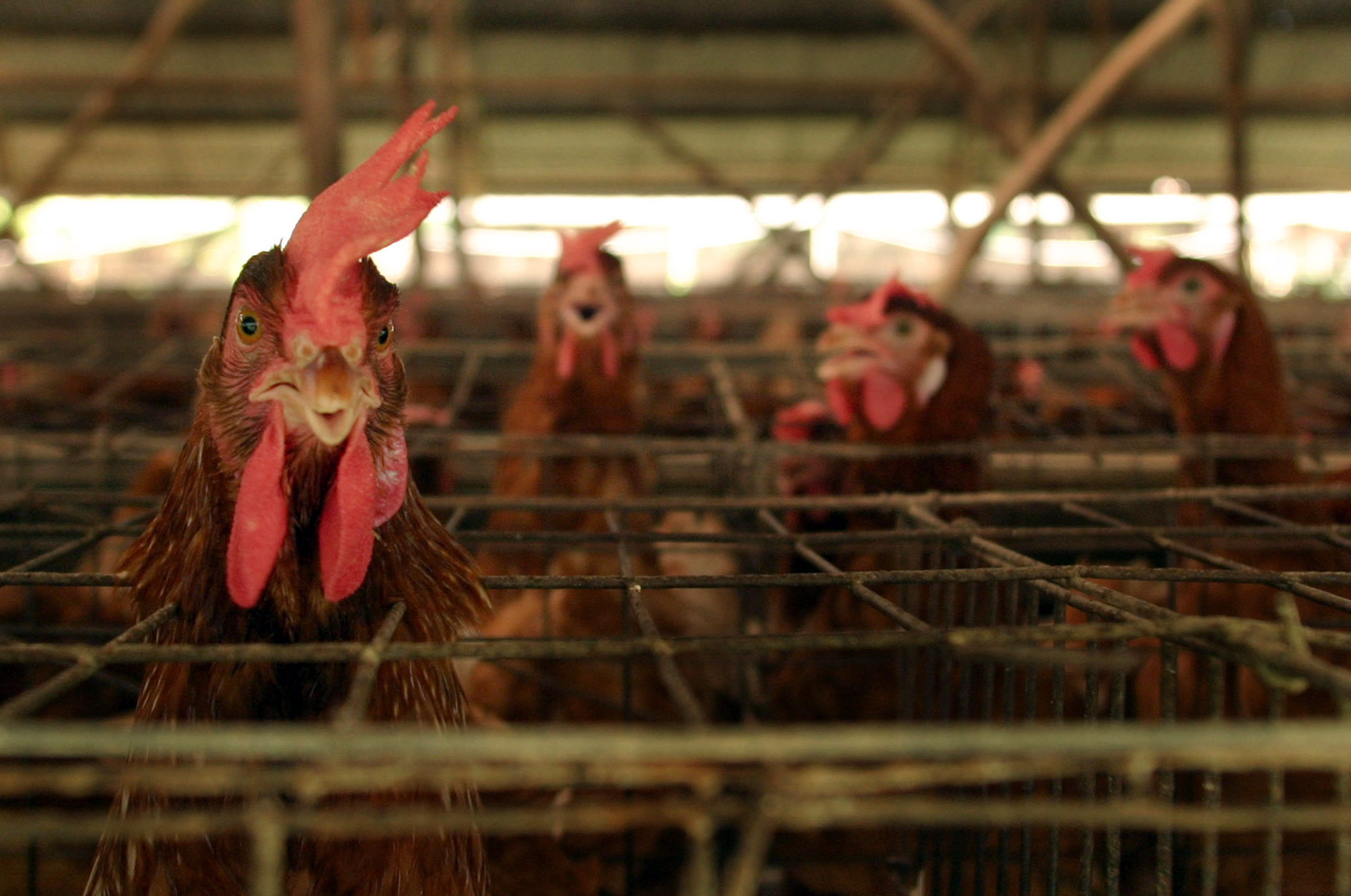 Indonesia to Throw Away 10 Million Eggs to Support Chicken Price ...