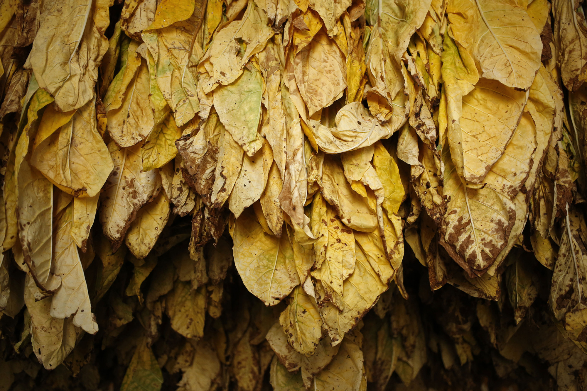 Burley tobacco grown by Langley Farms is seen after being hung to cure in a tobacco barn in Finchville, Kentucky, U.S., on Thursday, Sept. 17, 2015. More than two-thirds of adult smokers in the U.S. say they want to quit, and more than half have tried at least once. Since 2002, the country has been home to more former smokers than smokers, according to the Centers for Disease Control. Lucky for the tobacco industry, that's not the case around the globe.
