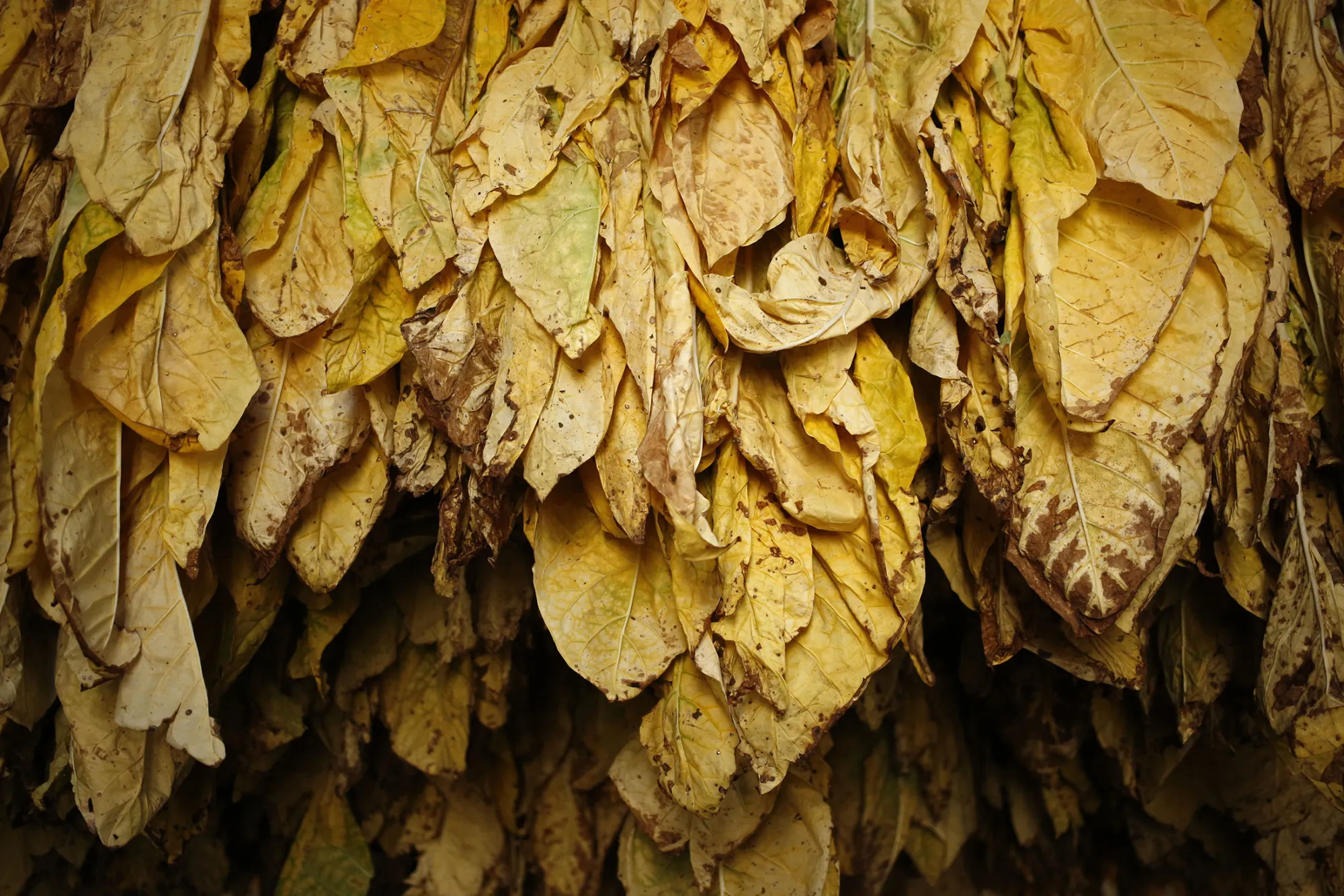 tobacco innovation Innovation - Arabic Tobacco (10 ml)