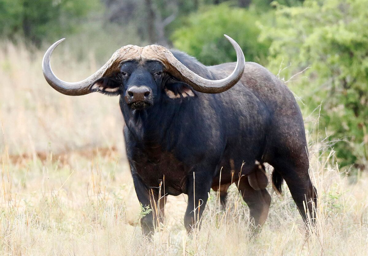 På jorden Besætte Inspektør World's Most Expensive African Buffalo Valued at $11.1 Million - Bloomberg