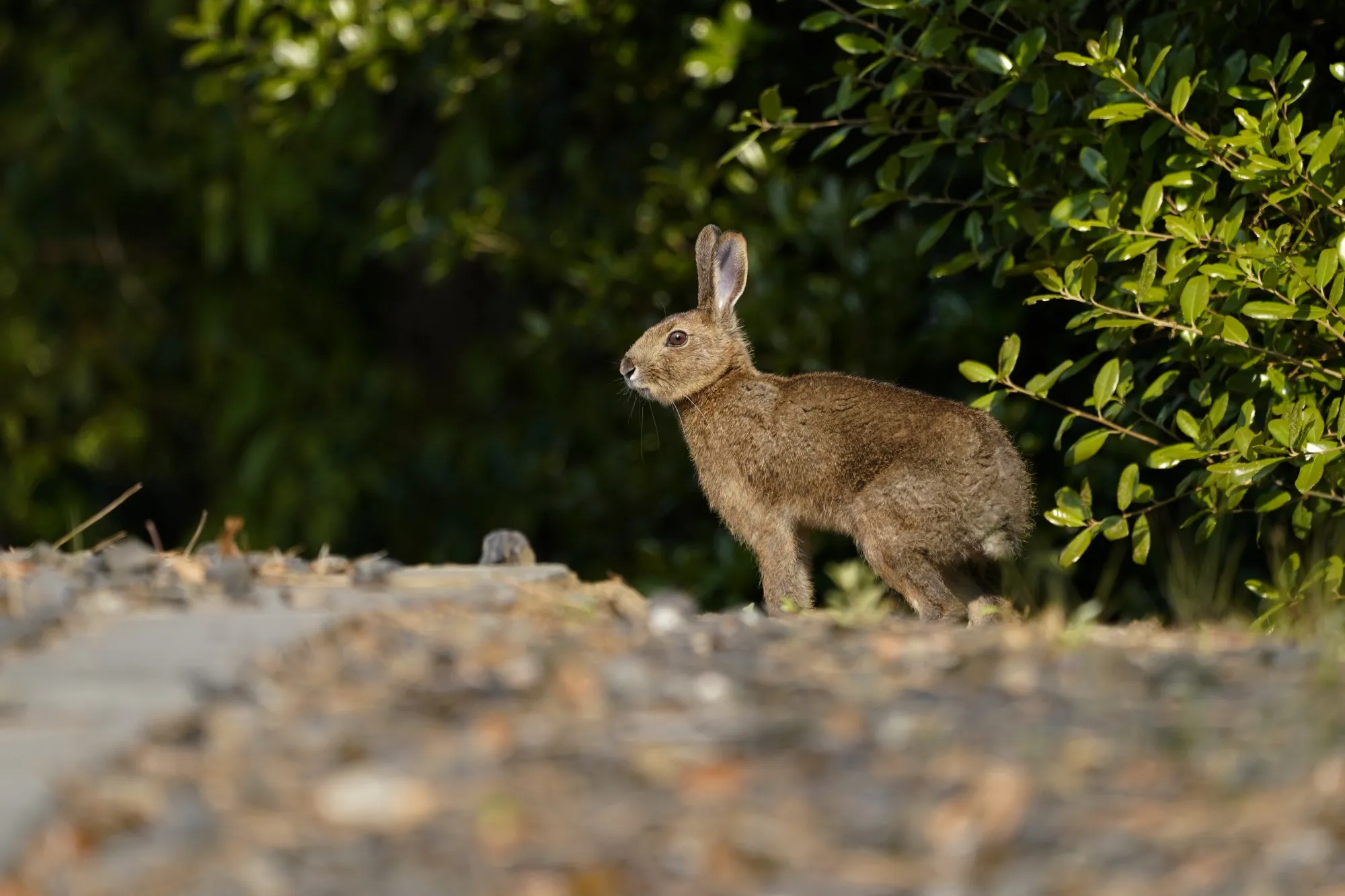 News Image Rabbit Global Economic Outlook Lifts, Biden Document Probe; Bloomberg's Sunday ...