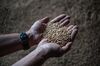 Crop-Trading Blockchain Startup Pilots Token for Grain Deals - Bloomberg