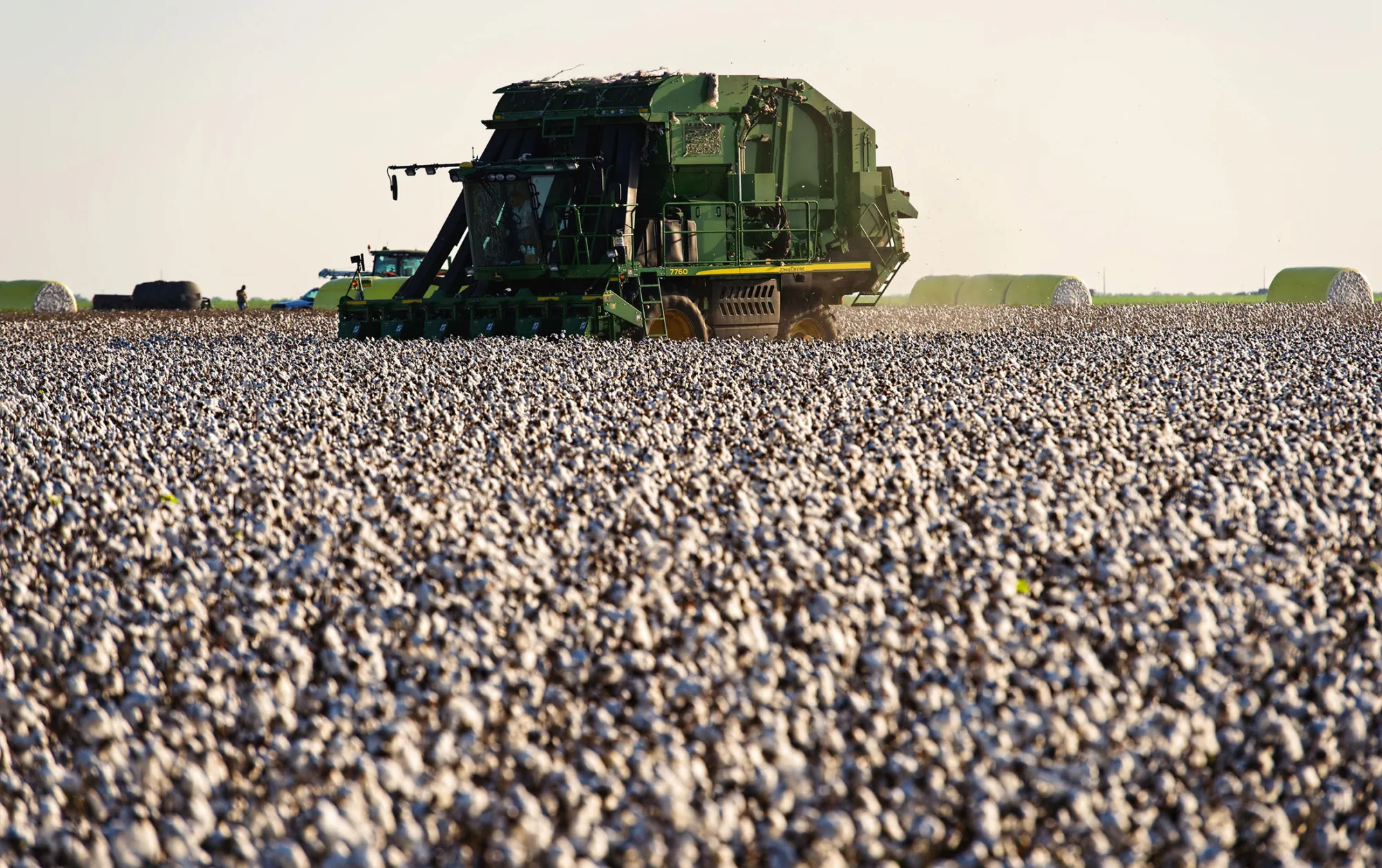 A cotton harvest in Texas, on Aug. 23.
