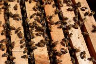 Bees Are Dropping Dead In Brazil And Sending A Message To Humans