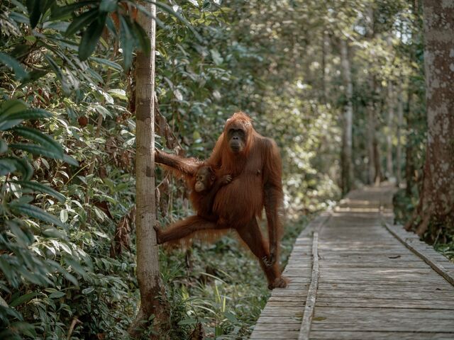 Orangutans at the Camp Rimba feeding station.