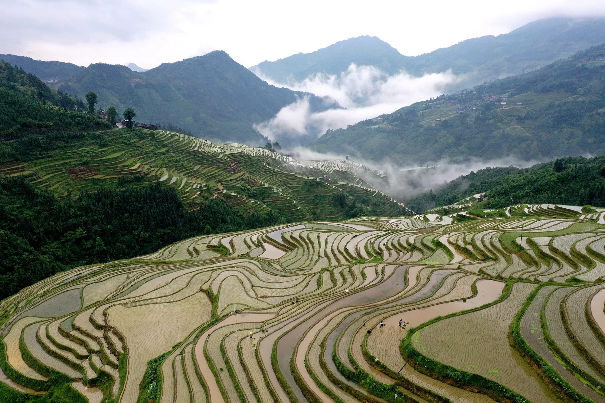 Terraced Fields In Guizhou
