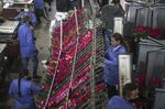 Workers select freshly cut roses to be packed for export at the Elite Flower facility in Facatativa, Colombia, on Monday, Jan. 24, 2022.