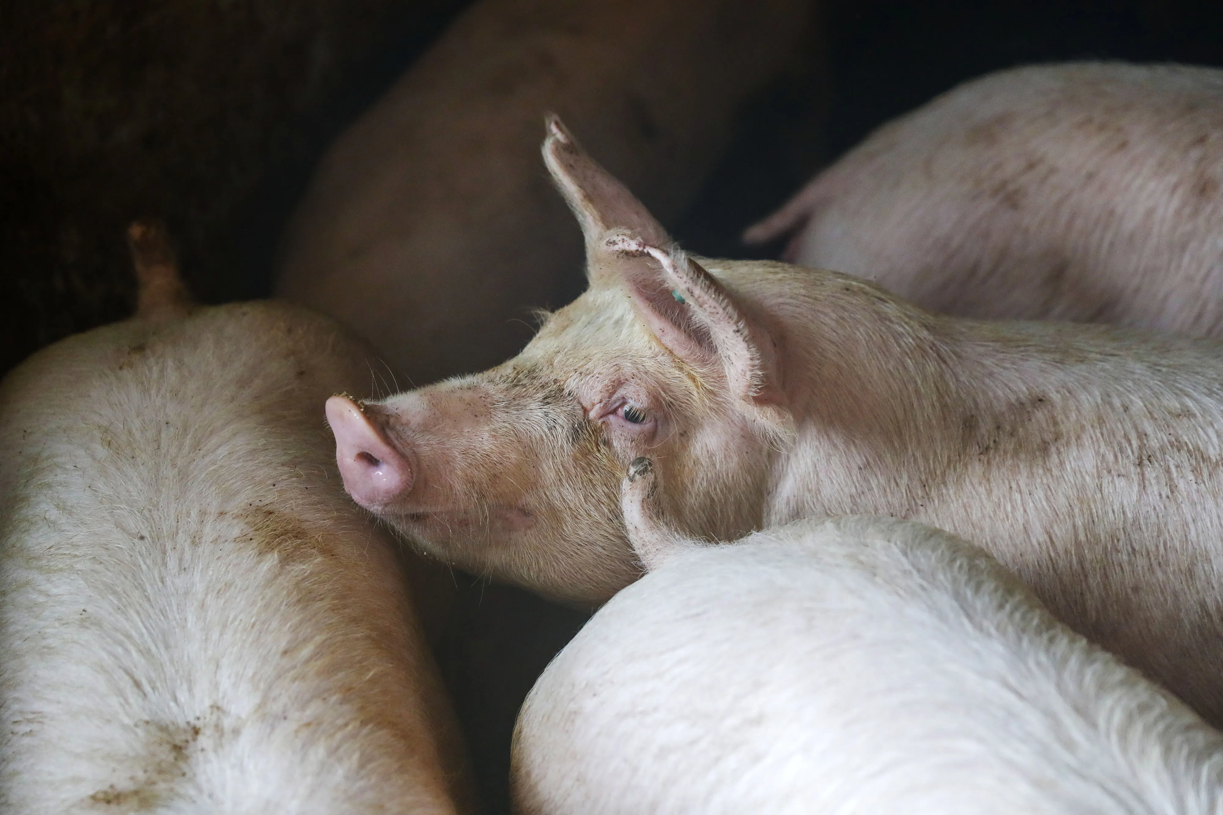 Pork is China’s meat of choice.