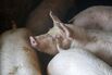 Trump, Xi and the Politics of Pig Rearing