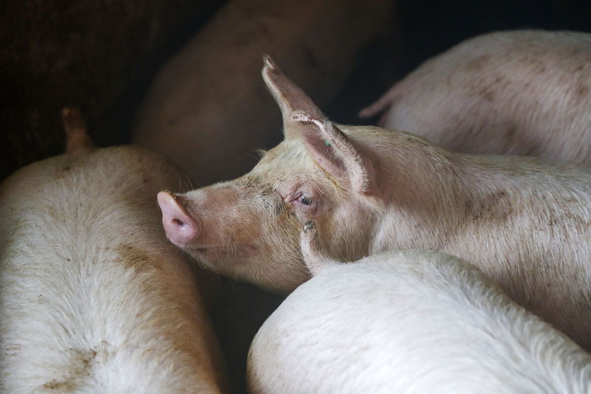 Trump, Xi and the Politics of Pig Rearing